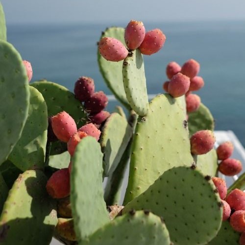 Cactus Cove Car Freshener - Image 2