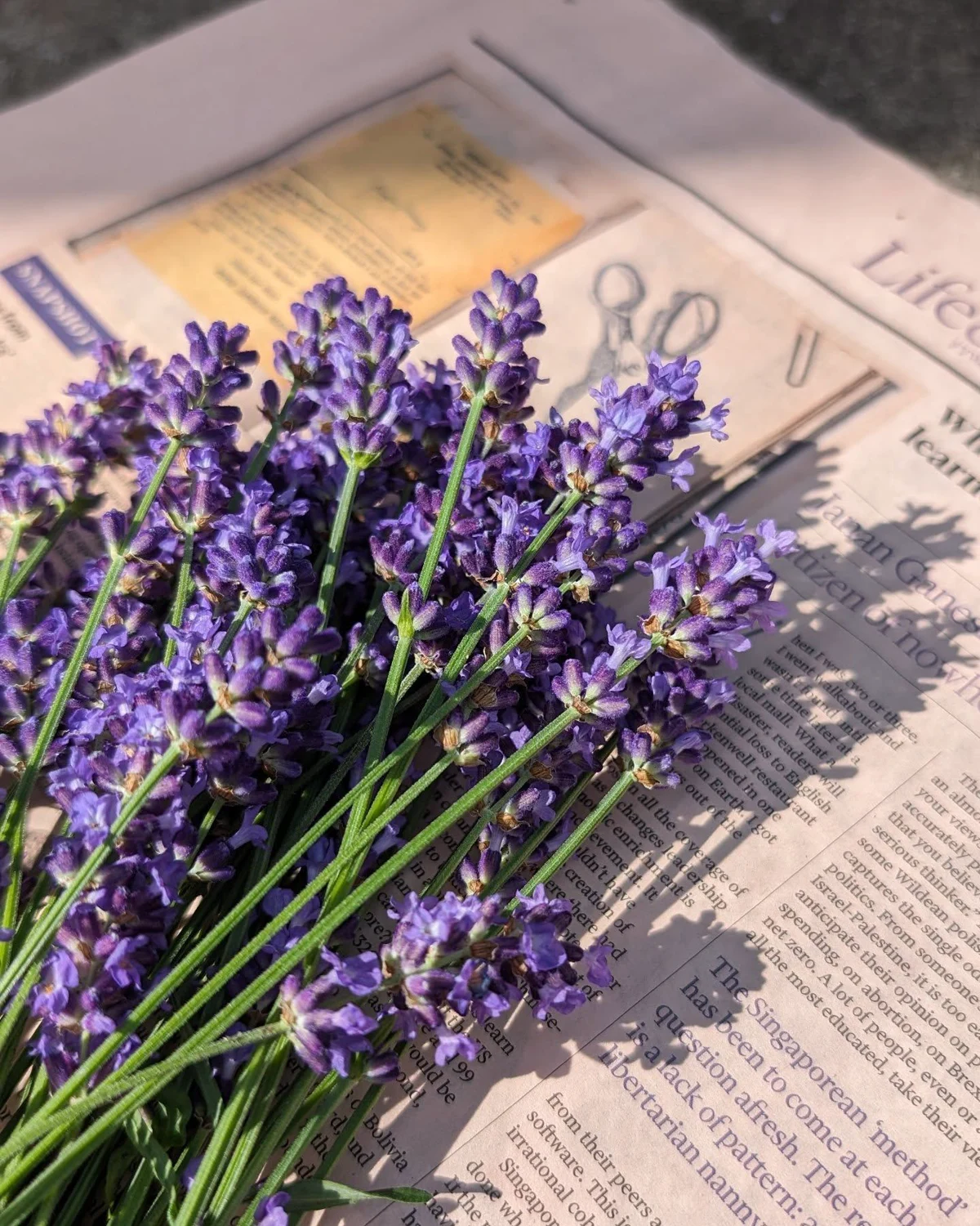 Midnight Lavender - Image 2