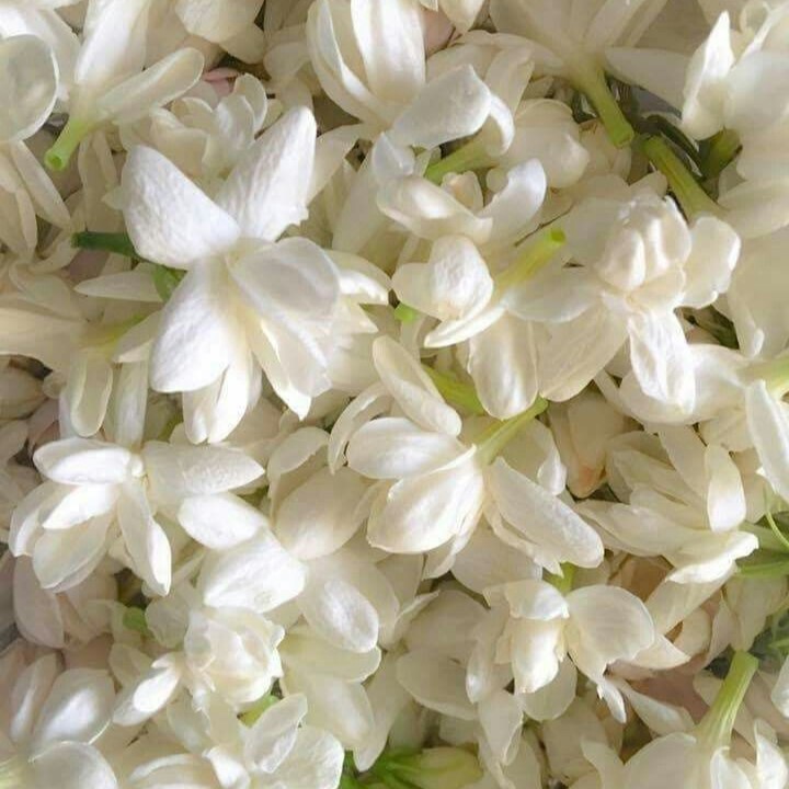 Jasmine Aroma Oil 15 ml - Image 2