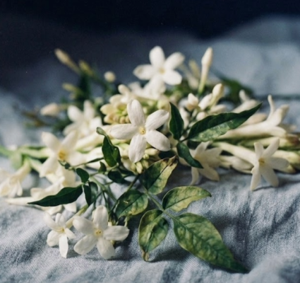 Jasmine Moonlit Candle